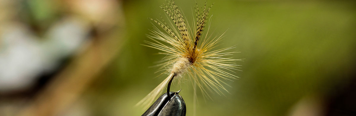 Light Cahill dry fly